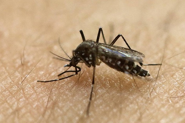 Dengue/Malaria/Chikungunya